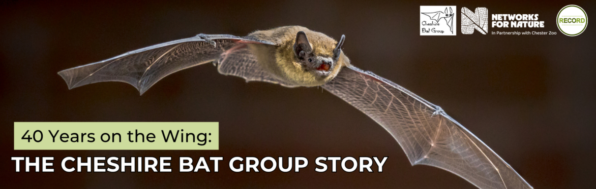 Image of a flying pipistrelle bat on a black background. Text reads '40 years on the wing: the cheshire bat group story'