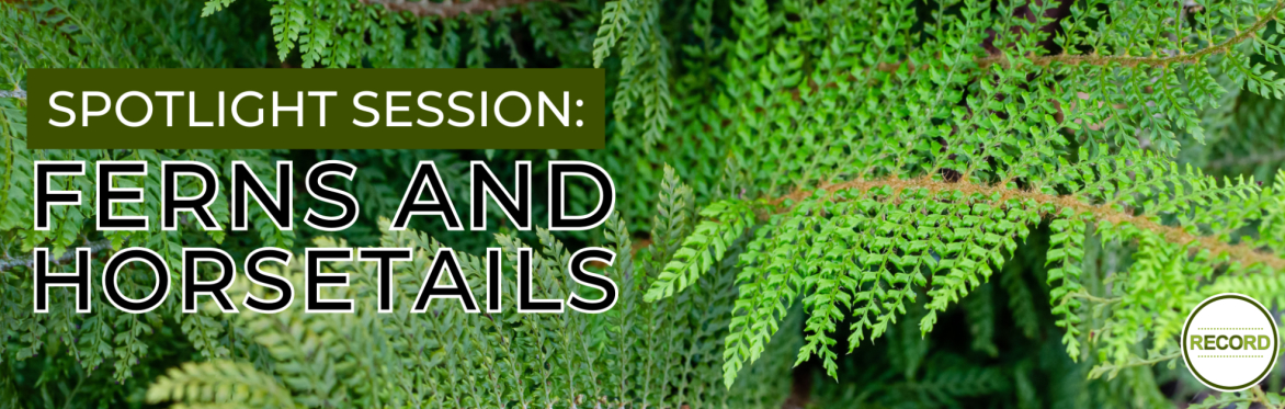 Image of fern in a woodland setting. Text reads 'Spotlight session - ferns and horsetails'