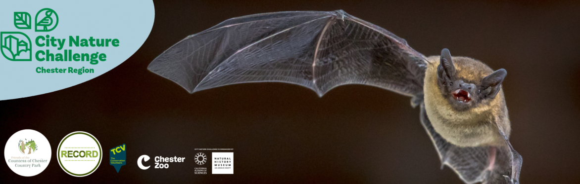 City Nature Challenge Chester logo and various other logos. A photos of a bat mid-flight on a dark background.