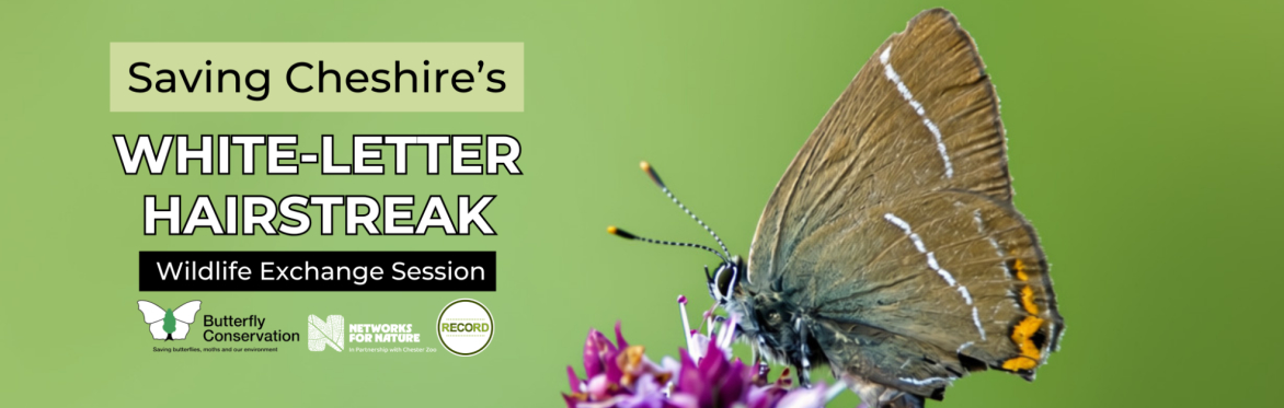 Image of a white-letter hairstreak butterfly on a green background. Text reads 'Saving Cheshire's white-letter hairstreak'