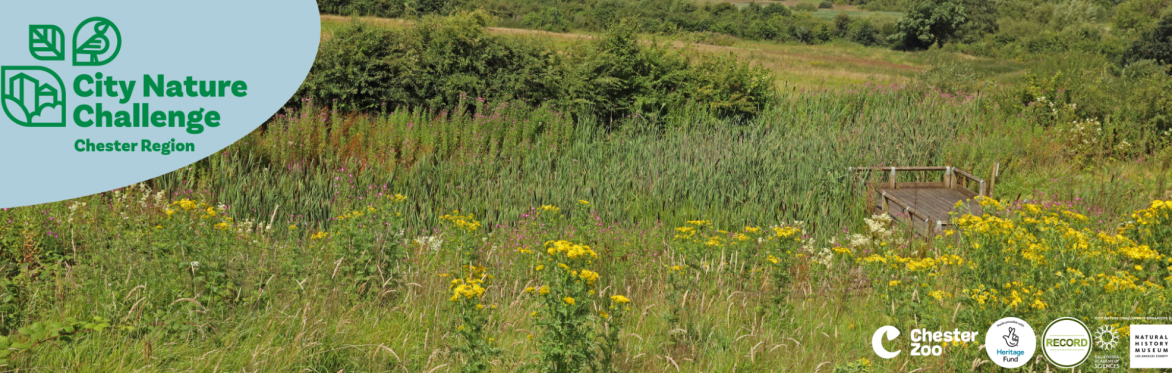 Image of a sunny scene with grass, tall vegetation and trees. Text reads 'City Nature Challenge'.