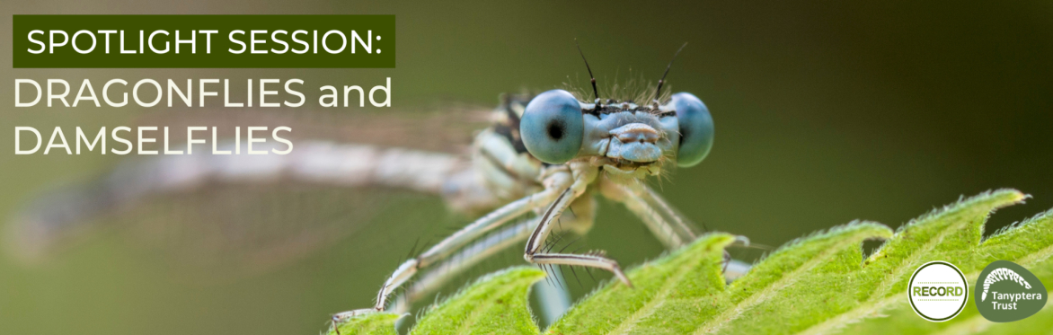 Close up photo of a damselfly. Text reads 'Spotlight session - dragonflies and damselflies'