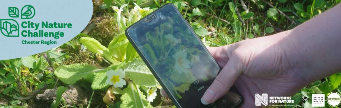 Image of a a person photographing a primrose on their phone.. Text reads: City Nature Challenge Chester Region