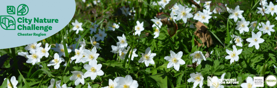 Image of flowering wood anemones in the sunshine. Text reads: City Nature Challenge Chester Region