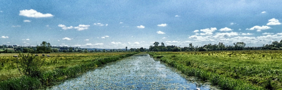 Phosphates: too much of a good thing? Film and Q+A