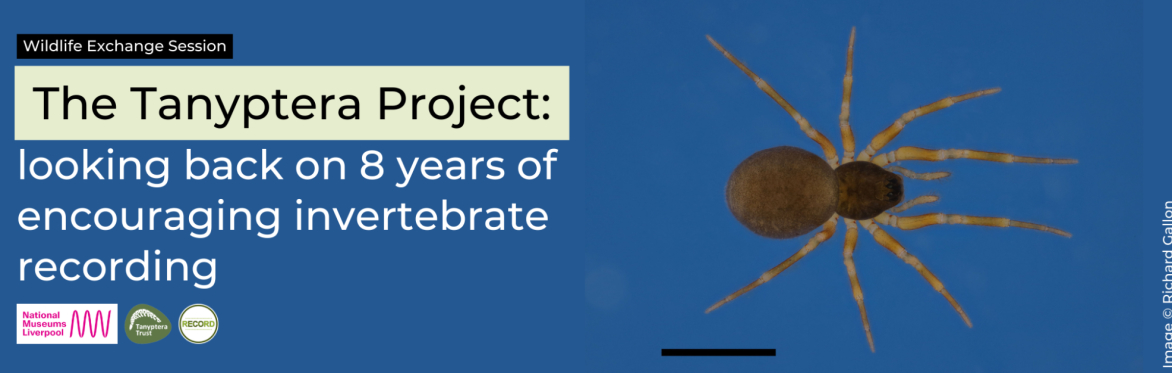 Photo of spider on a blue background. Text reads 'Wildlife exchange session, The Tanyptera Project: looking back on 8 years of encouraging invertebrate recording'