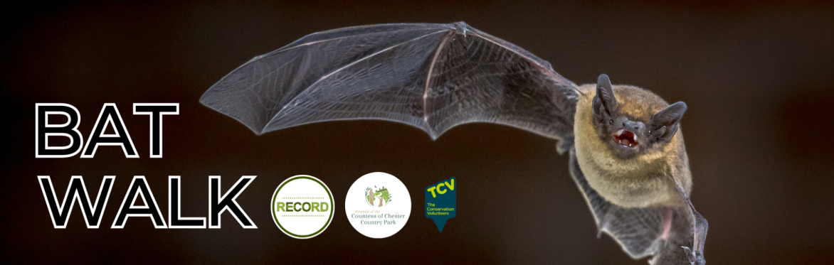 Photo of a flying bat on a dark background. Text reads 'Bat walk' and various logos are shown.