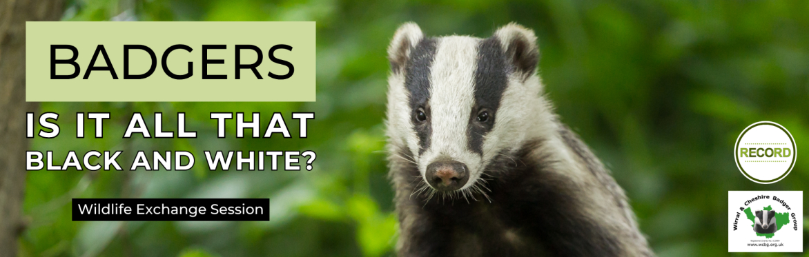 Photo of a badger on a leafy background. Text reads: 'Badgers - is ti all that black and white?!'. RECORD and Wirral and Cheshire badger group logos are show.