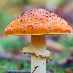 Close up photo of a fly agaric mushroom.