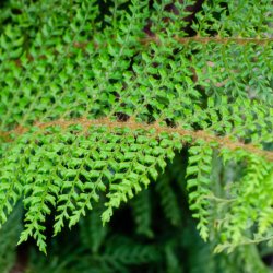 Image of fern in a woodland setting.