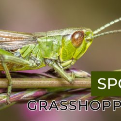 Close up photo of a grasshoppers head.