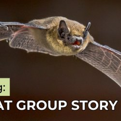 Image of a flying pipistrelle bat on a black background.