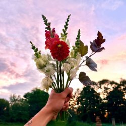 Snip at Sunset - Cut your own bouquets