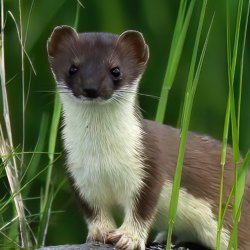 Image of a stoat standing on a rock amongst long grass.