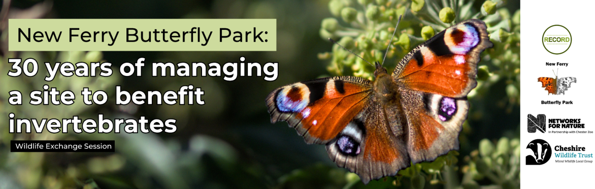 Image of a peacock butterfly standing on ivy. Text reads 'New Ferry Butterfly Park - 30 years of managing a site to benefit invertebrates'