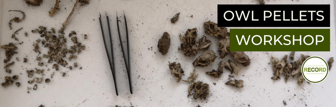 Image of some tweezers next to owl pellet contents. Text reads 'Owl Pellets Workshop'