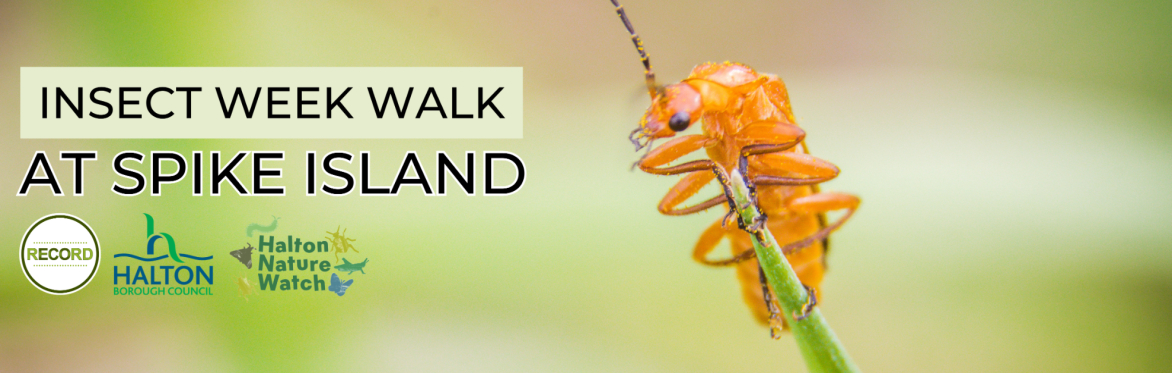 Image of a soldier beetle clinging to a grass stem. Text reads 'Insect week walk at Spike Island'