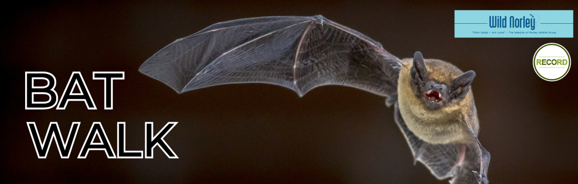 Photo of a flying bat on a dark background. Text reads 'Bat walk' and various logos are shown.