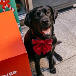 Labrador Cafe Christmas - Durham