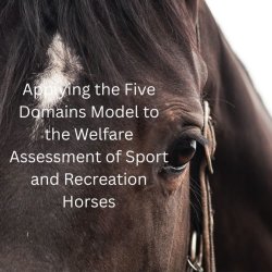 Applying the Five Domains Model to the Welfare Assessment of Sport and Recreation Horses