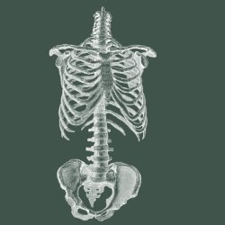 Anatomy Course - Torso (Front)