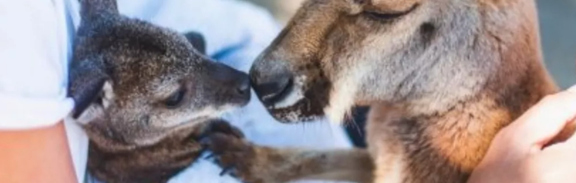 SASKATOON Wildlife Festival - Meet a Kangaroo!
