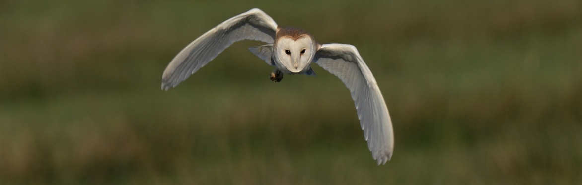 barn owl flying