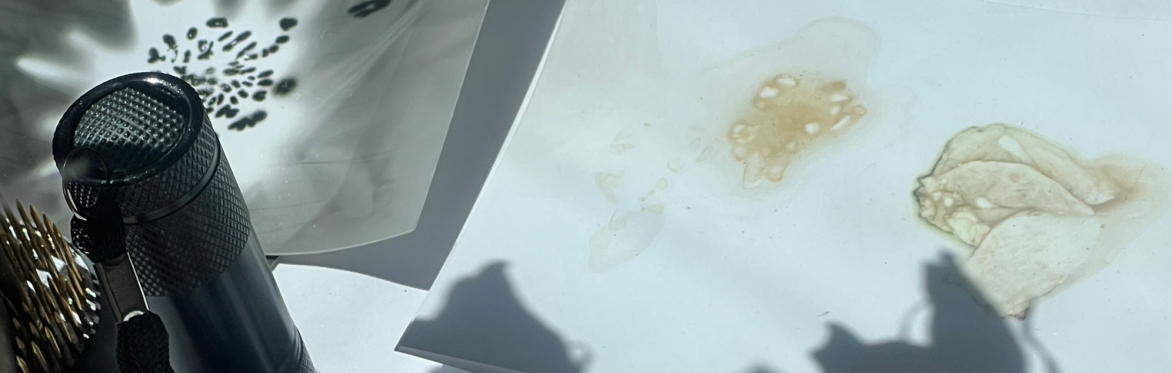 Plantography Workshop: An Unruly Herbarium