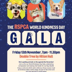 A kitten pretending to play with an event glitter ball and advertising The RSPCA World Kindness Day Gala brought to you by RSPCA Hull & East Riding