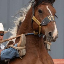 Un cheval dans un enclos