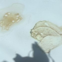 Plantography Workshop: An Unruly Herbarium