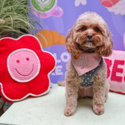 Cavapoo Cafe - Surrey