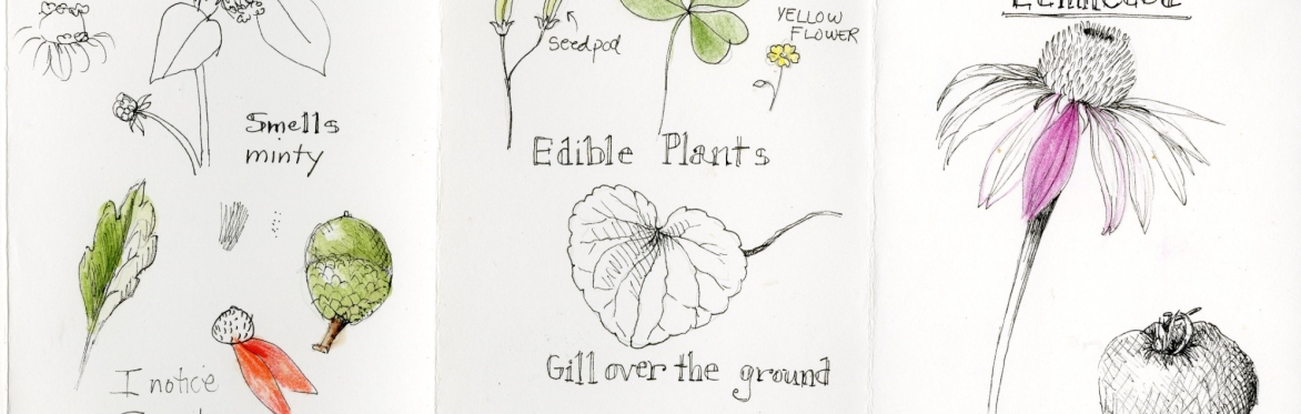 Nature Journaling and Drawing with Wendy Hollender