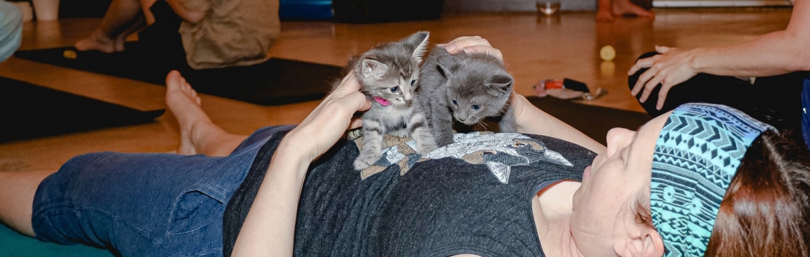 2024 Edmonton Cat Fest Month - CAT (KITTY) YOGA at Yogalife Studios 124 STREET EDMONTON (Caturday, May 18, 2024)