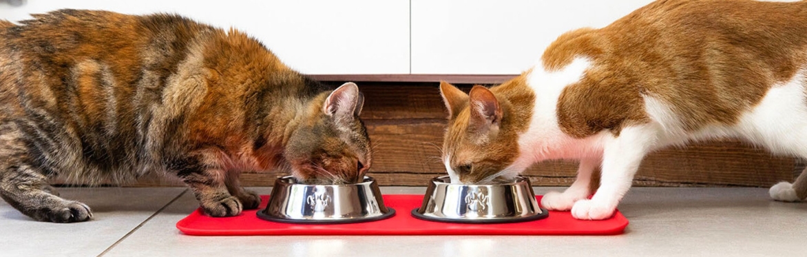 2024 Edmonton Cat Fest Month - Homemade Cat Food Cooking Class at Get Cooking (Tuesday, May 21, 2024)