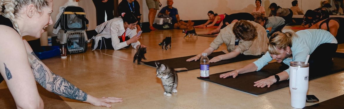 2024 Edmonton Cat Fest Month - CAT (KITTY) YOGA at the Caturday, May 25, 2024 Edmonton Cat Festival