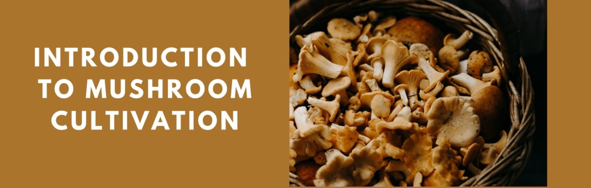 Introduction to Mushroom Cultivation Short Course