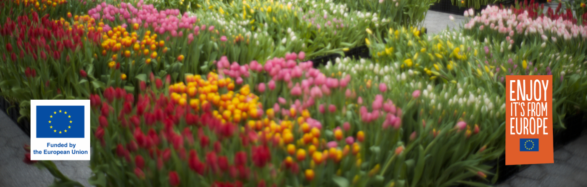 Tulip Day NYC 2025