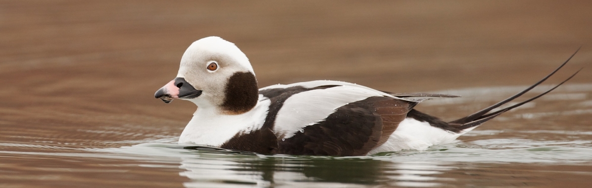 A Long-tailed duck on the water's surface.