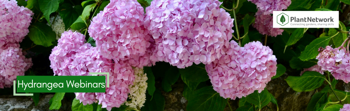 A drawing of the flower of hydrangea paniculata