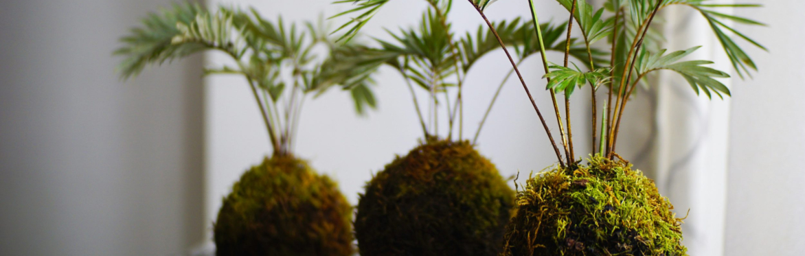Kokedama: The Art of Living Moss Balls Workshop
