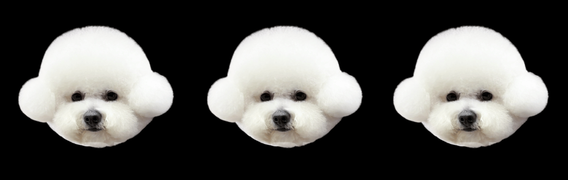 three rotating bichon heads