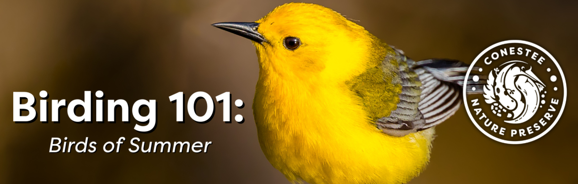 Birding 101: Birds of Summer