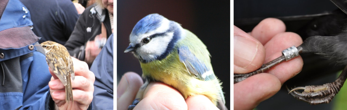 Bird Ringing Demonstration with Merseyside Ringing Group