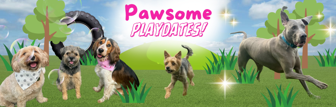 Playdate for all breeds