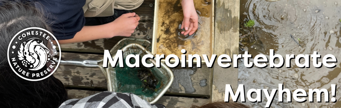 Macroinvertebrate Mayhem!