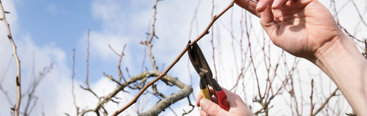 Fruit Tree Pruning Workshop