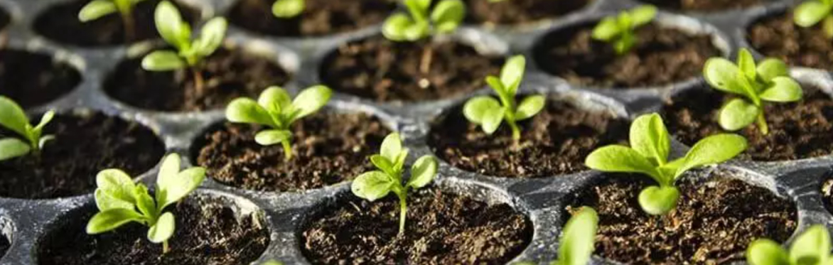 Seed Starting 🌱