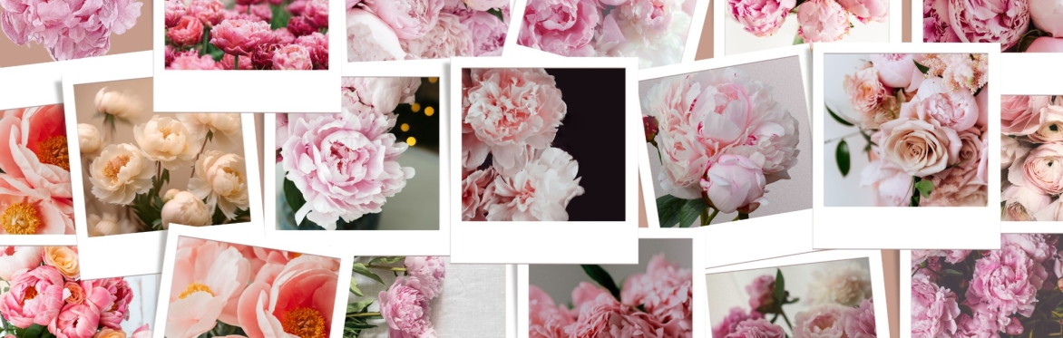 Peony flower