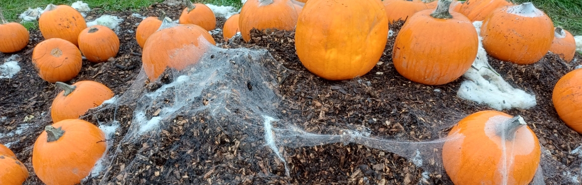 Pumpkin Experience